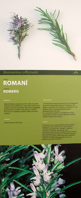 Cartell:Romaní (Rosmarinus officinalis)