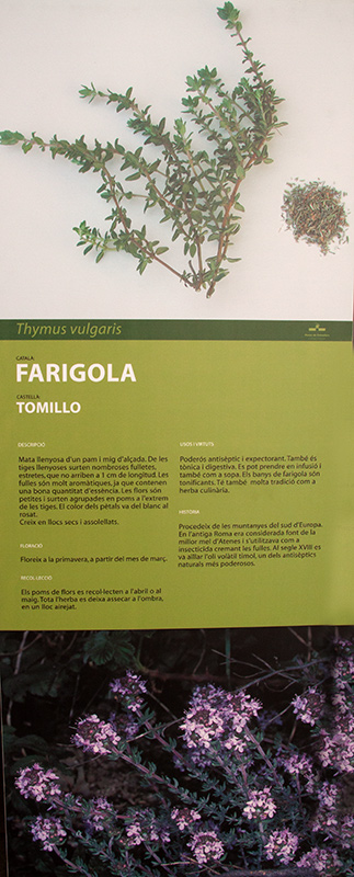 Cartell:Farigola o timó (Thymus vulgaris)