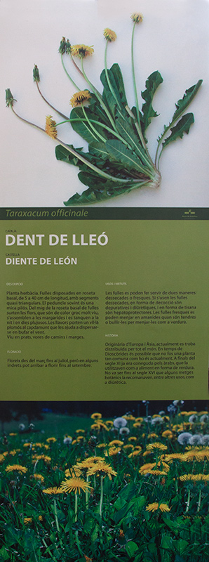 Cartell:Dent de lleó (Taraxacum officinale)