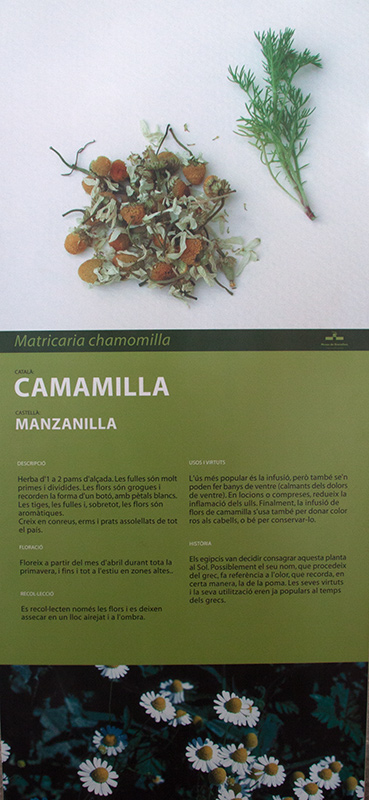 Cartell: Camamilla Comuna (Matricaria recutita)