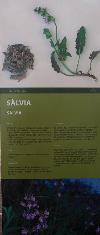 Cartell: Salvia (Salvia sp)