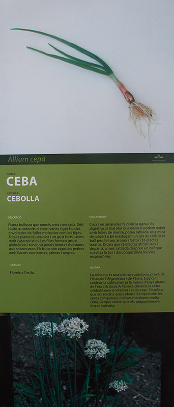 Cartell: Ceba (Allium cepa L.)