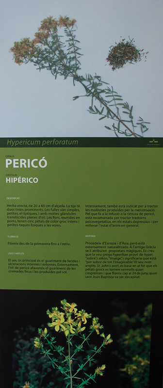 Cartell: Pericó (Hypericum perforatum)