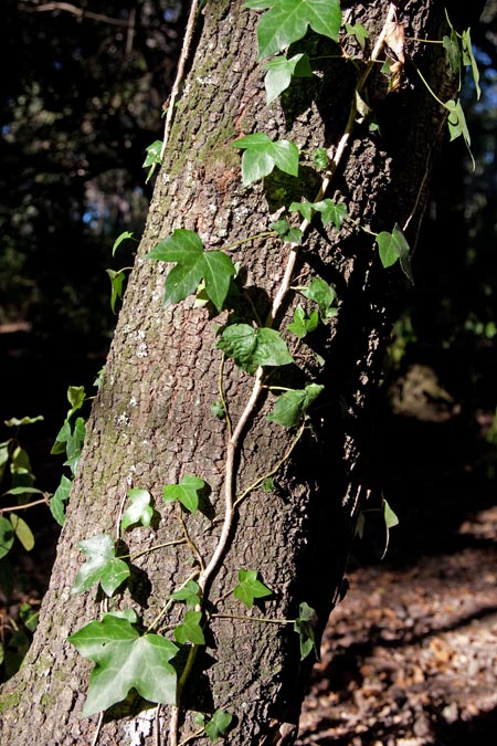 Heura (Hedera helix)