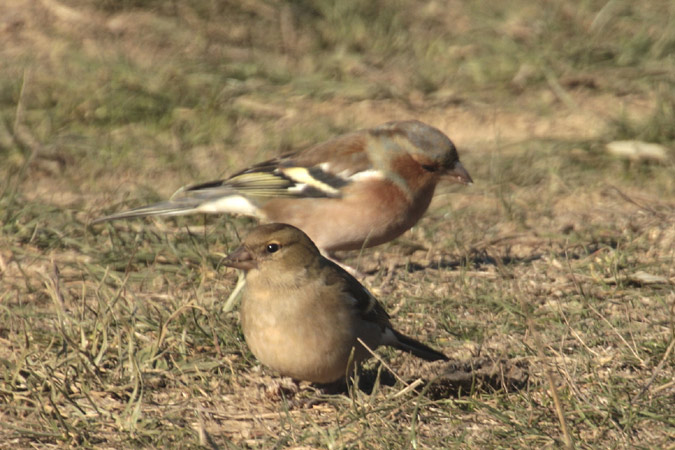 Pinsà comú (Fringilla coelebs)