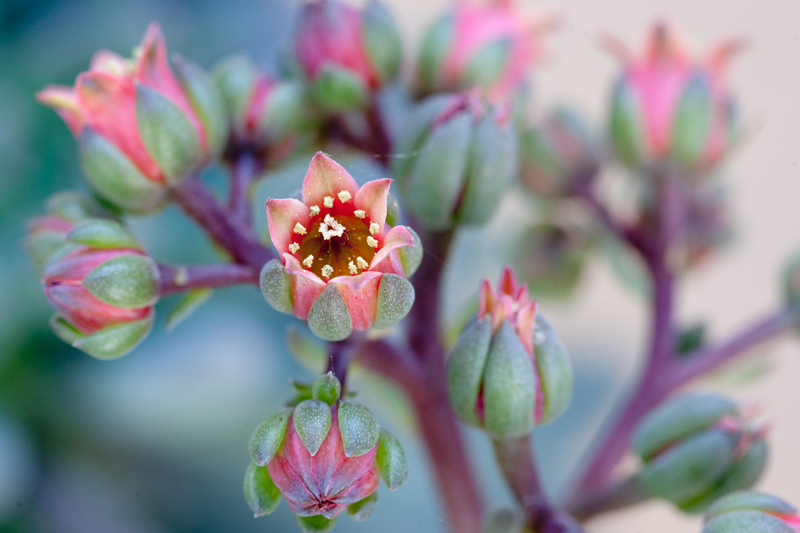 Les flors del meu jardí