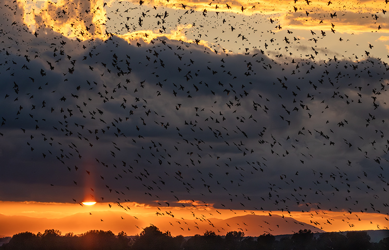 Estornell vulgar (Sturnus vulgaris) i sol