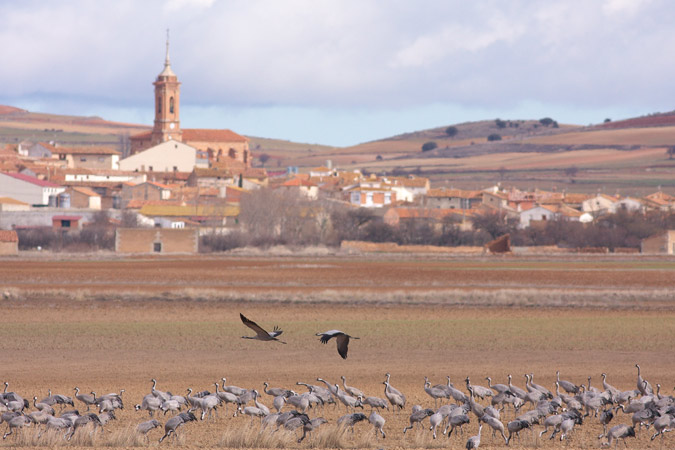 Tornos i les grues