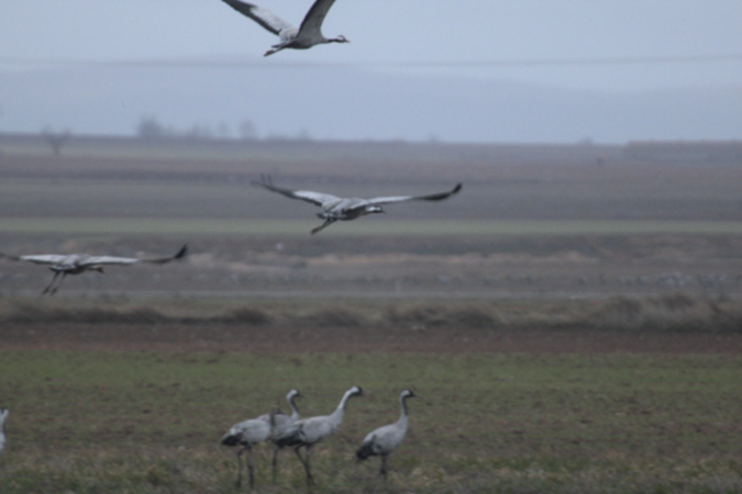 Grua comú (Grus grus)