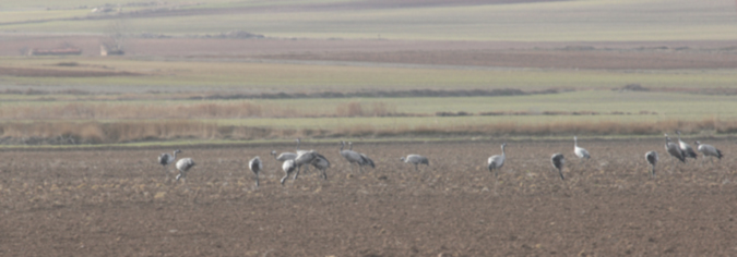 Grua comú (Grus grus)