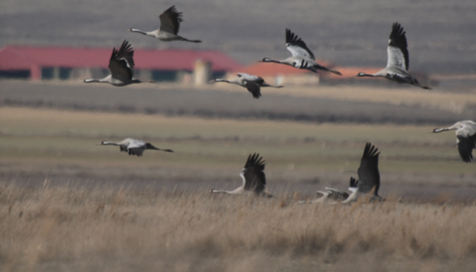 Grua comú (Grus grus)