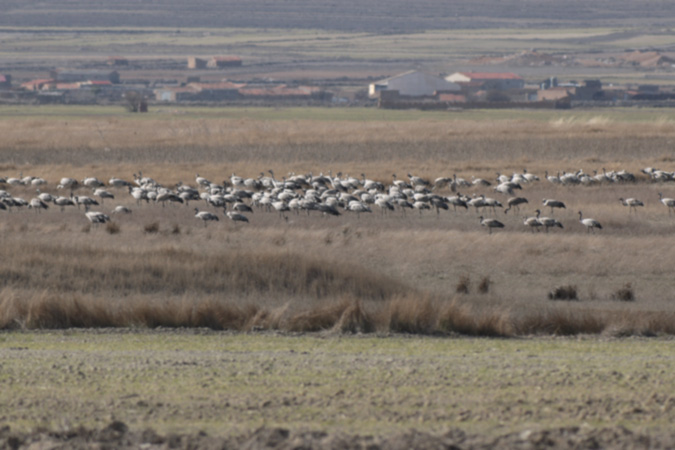 Grua comú (Grus grus)