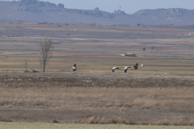 Grua comú (Grus grus)