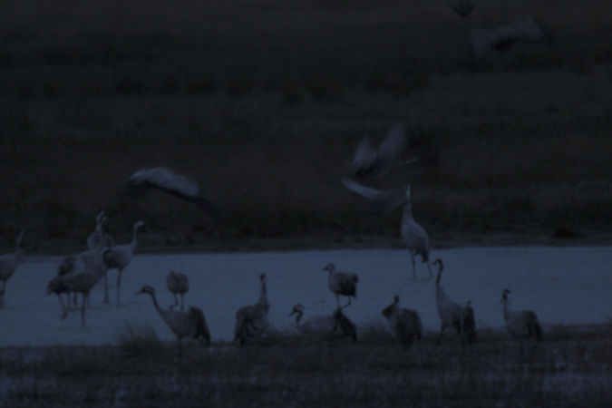 Grues a Gallocanta