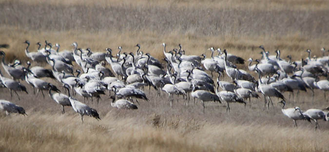 Grupo de grullas en la laguna de Gallocanta