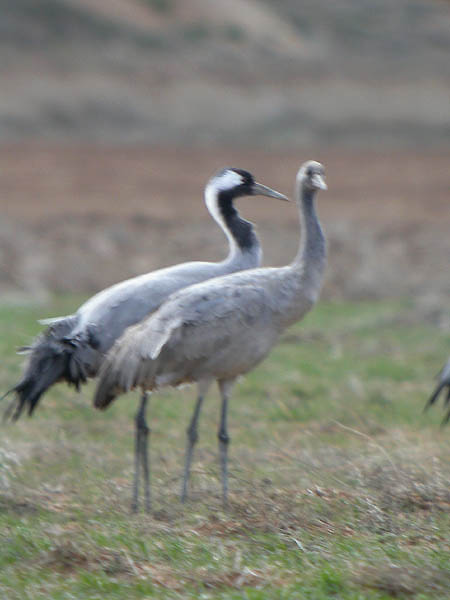 Grues, gullas comunes (Grus grus), Los Arenales cerca de Tornos