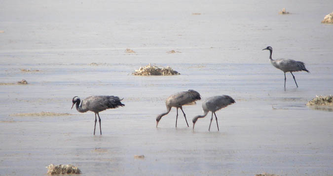 Grues, grulla común (Grus grus), Gallocanta , Paso Botear