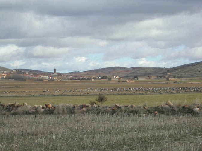 Bando de grullas frente a Tornos