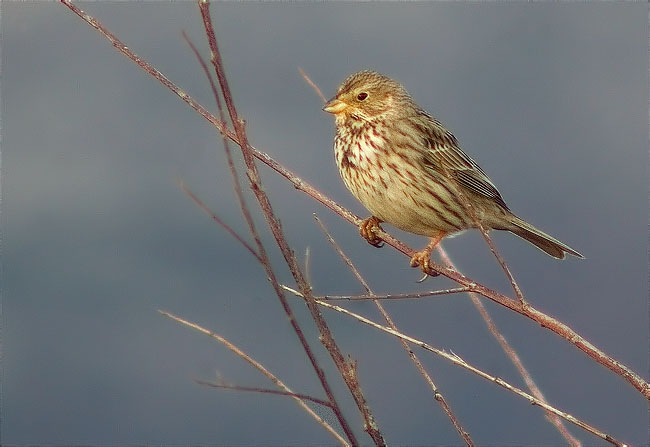 Cruixidell (Emberiza calandra)