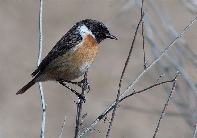 Bitxac comú (Saxicola torquata)