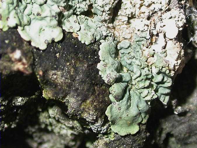 Abrothallus parmeliarum (Sommerf.) Arnold parásito sobre Parmelia caperata