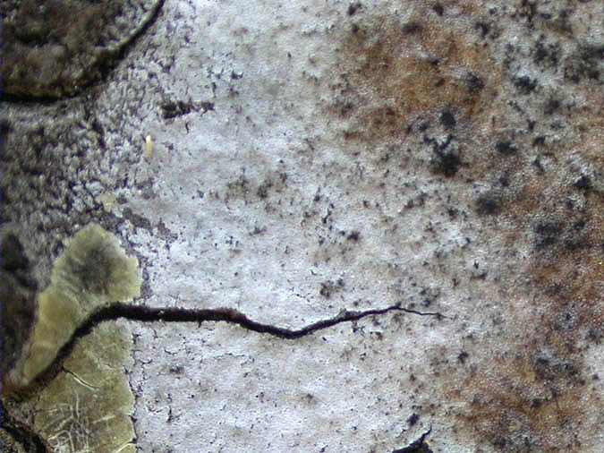 Arthopyrenia punctiformis.jpg