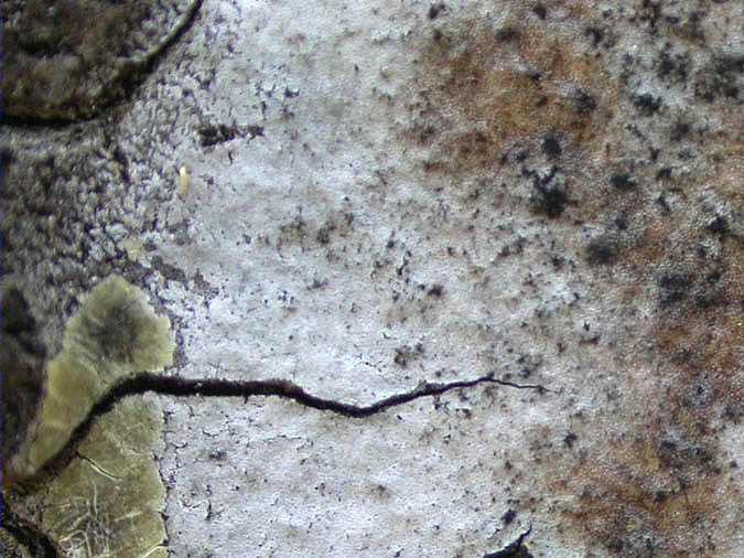 Arthopyrenia punctiformis.jpg