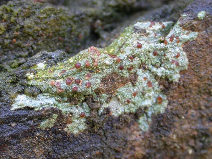 Trapelia coarctata (Turner ex Sm.) M. Choisy