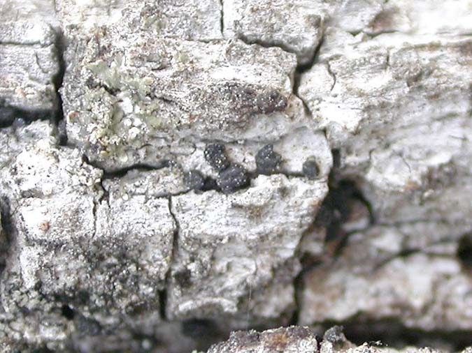 Bactrospora patellarioides (Nyl.) Almq. var. convexa (de Lesd.) Egea & Torrente