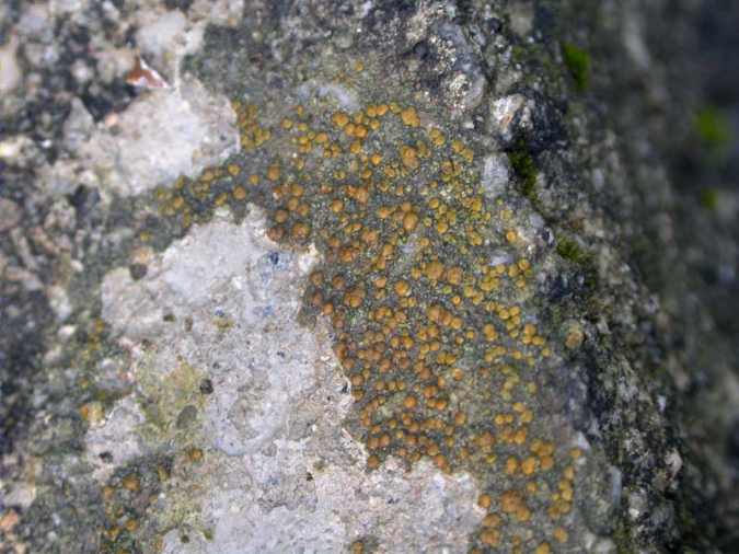 Protoblastenia rupestris (Scop.) Steiner