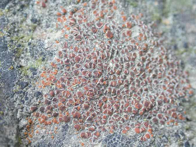 Caloplaca crenularia (With.) Laundon