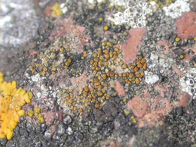 Caloplaca oasis (A.Massal.) Szat. (del grupo Caloplaca holocarpa, antes C. lithophila)