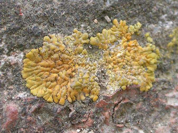 Candelariella medians (Nyl.) A.L. Sm.