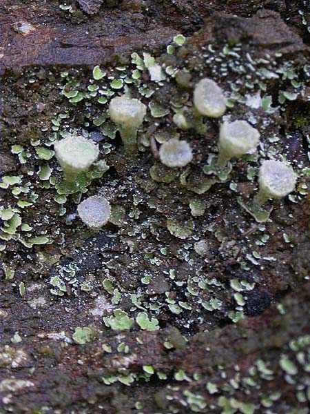 Cladonia humilis (Wirth) J.R. Laundon