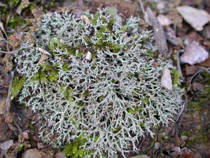 Cladonia rangiformis Hoffm.