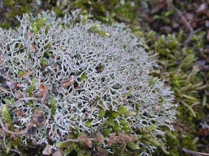 Cladonia rangiformis Hoffm.