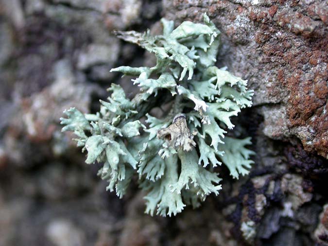 Evernia prunastri (L:) Ach.