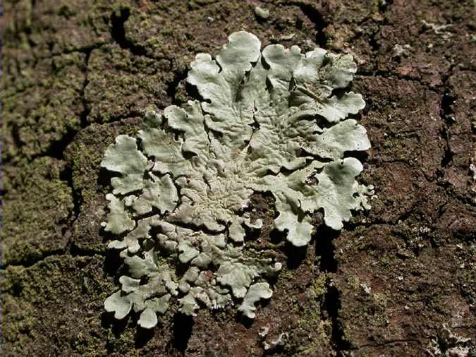 Flavoparmelia caperata (L:) Ach.