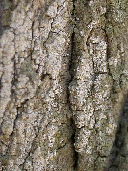 Lecanora albella (Pers.) Ach.