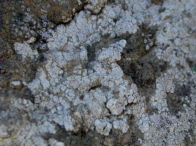 Lecanora albescens (Hoffm.) Branth & Rostrup