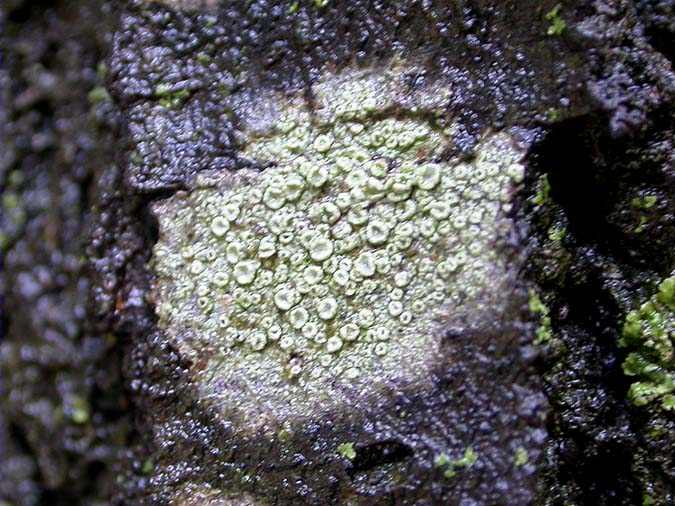 Lecanora conizaeoides Nyl. ex Crombie