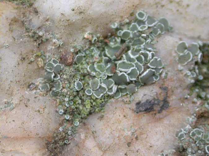 Lecanora flotowiana Sprenq.