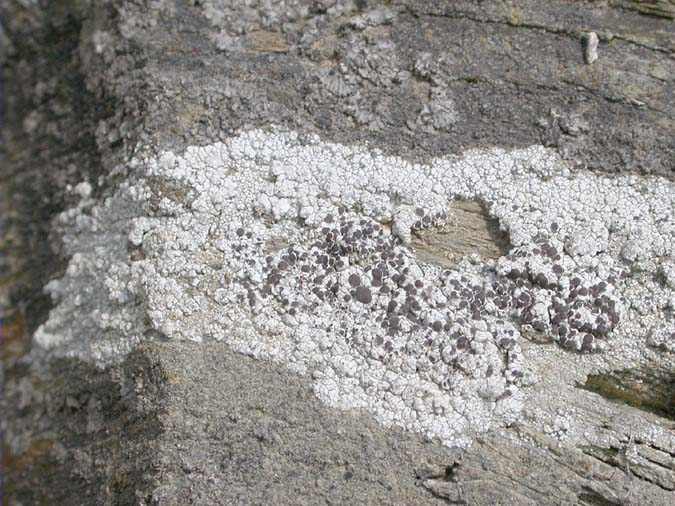 Lecanora gangaleoides Nyl.