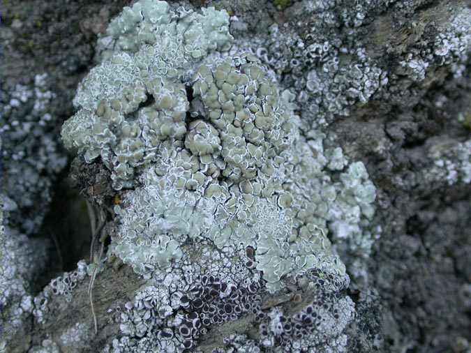 Lecanora muralis (Schreber) Rabenh.