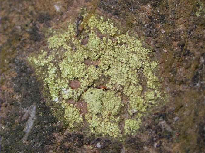 Lecanora orosthea (Ach.) Ach.