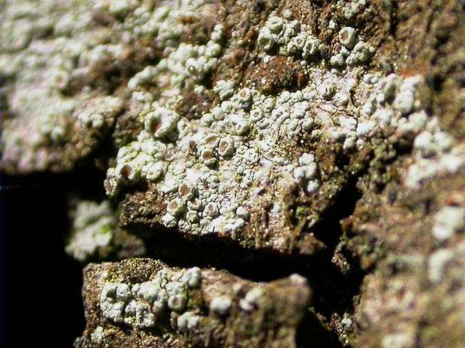 Lecanora pulicaris (Pers.) Arch.