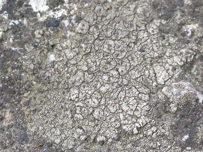 Lecanora_schistina (Nyl.) Arnold