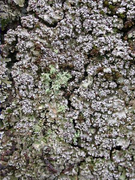 Pannaria conoplea (Ach.) Bory