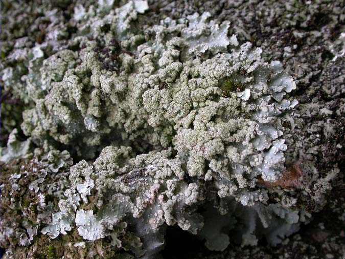 Pannaria conoplea (Ach.) Bory