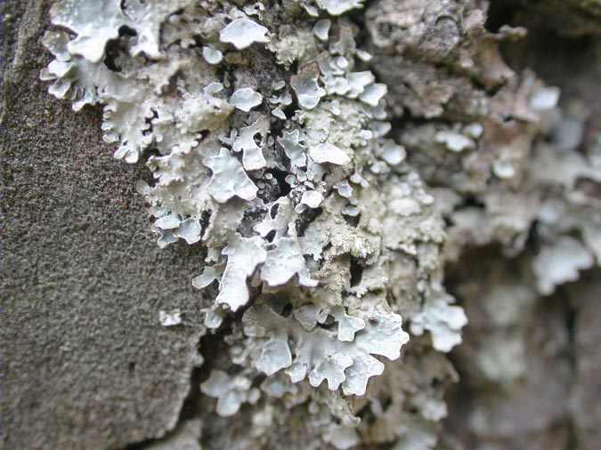 Parmelia sulcata Taylor y Fuscopannaria mediterranea
